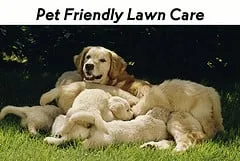 Trusted outdoor landscaping in Virginia Beach, VA - Lawn Pro