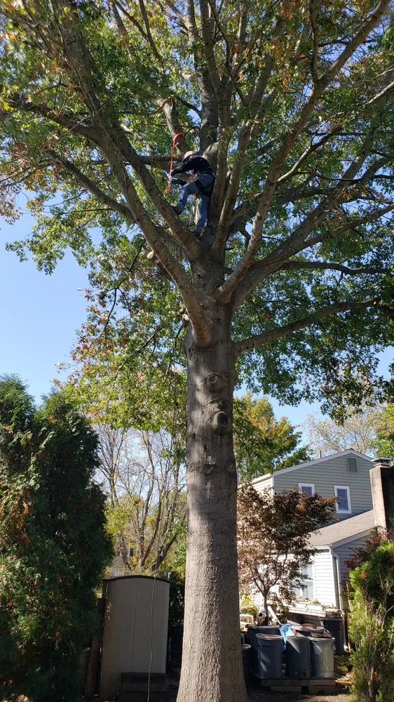 Local yard cleanup service for residential properties across Bucks, PA - Lawn Professionals