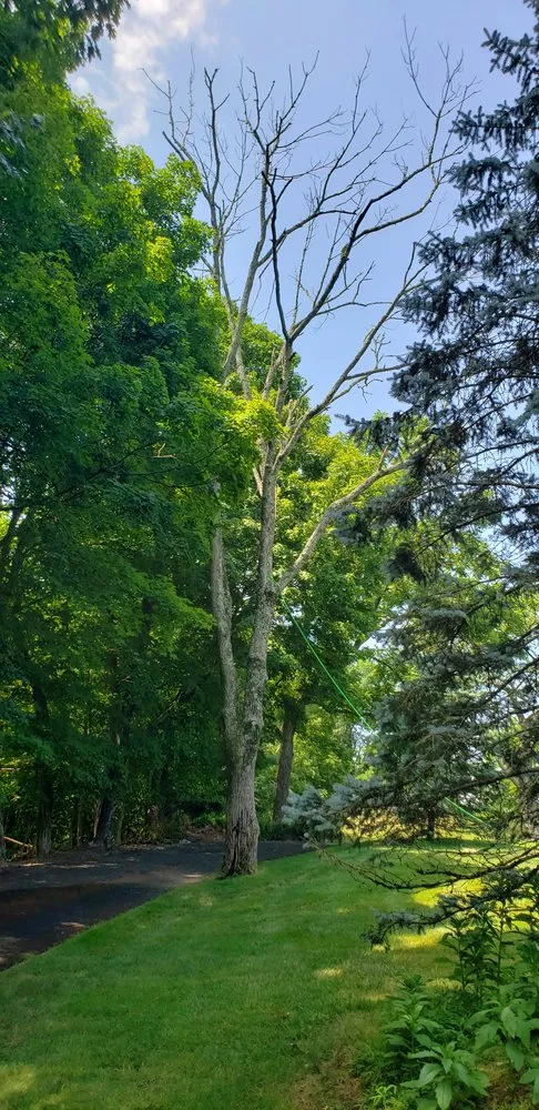 Expert yard cleanup service in Bucks, PA by Lawn Professionals