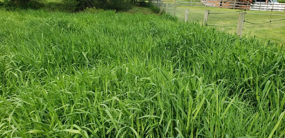 Professional landscape installation in Bucks, PA by Lawn Professionals