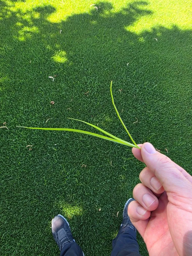 Custom yard cleanup service for homes in Eagle, ID by Lawn Pros