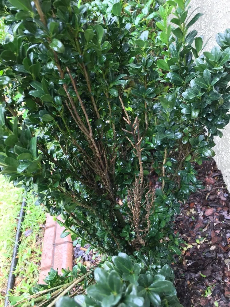 Custom landscaping services for outdoor upgrades across Osteen, FL - Lawn Pro's Irrigation & Landscape