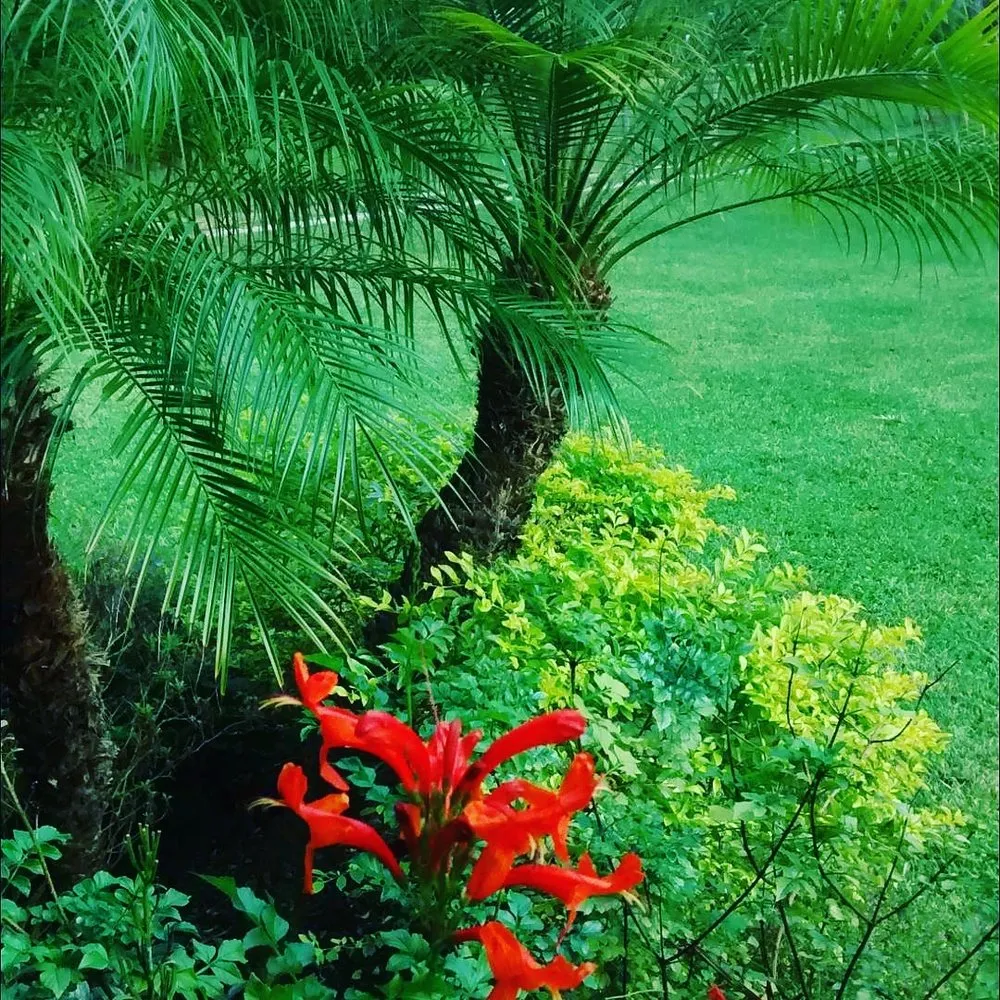 Professional yard maintenance in Osteen, FL - Lawn Pro's Irrigation & Landscape