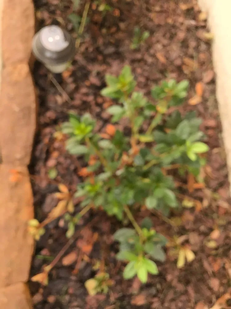 Professional landscaping services for beautiful yards in Osteen, FL by Lawn Pro's Irrigation & Landscape