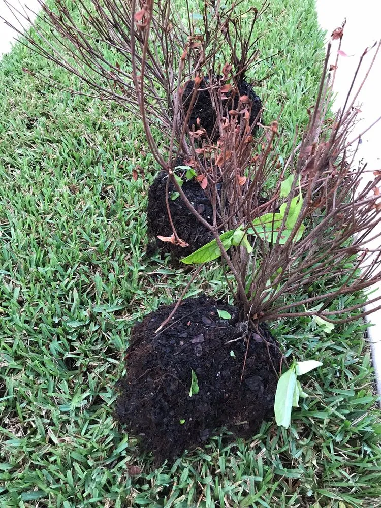 Affordable lawn care service with custom design in Osteen, FL by Lawn Pro's Irrigation & Landscape