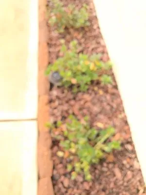 Lawn Pro's Irrigation & Landscape Logo