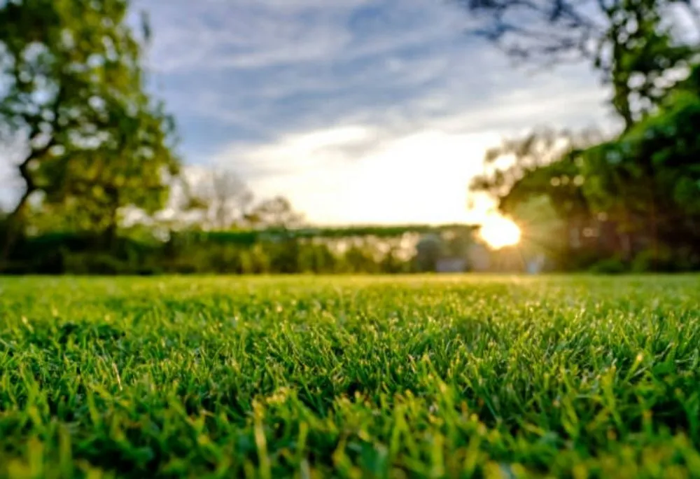 Affordable yard maintenance for beautiful yards across Oceanside, CA - Lawn Pros