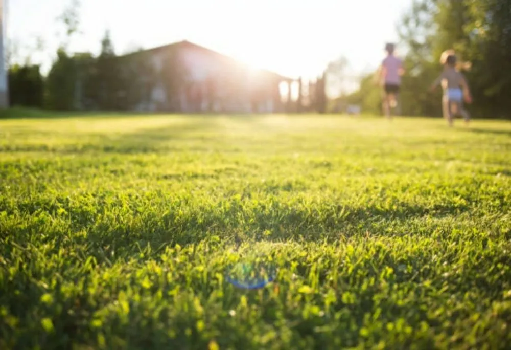 Reliable yard maintenance in Oceanside, CA by Lawn Pros