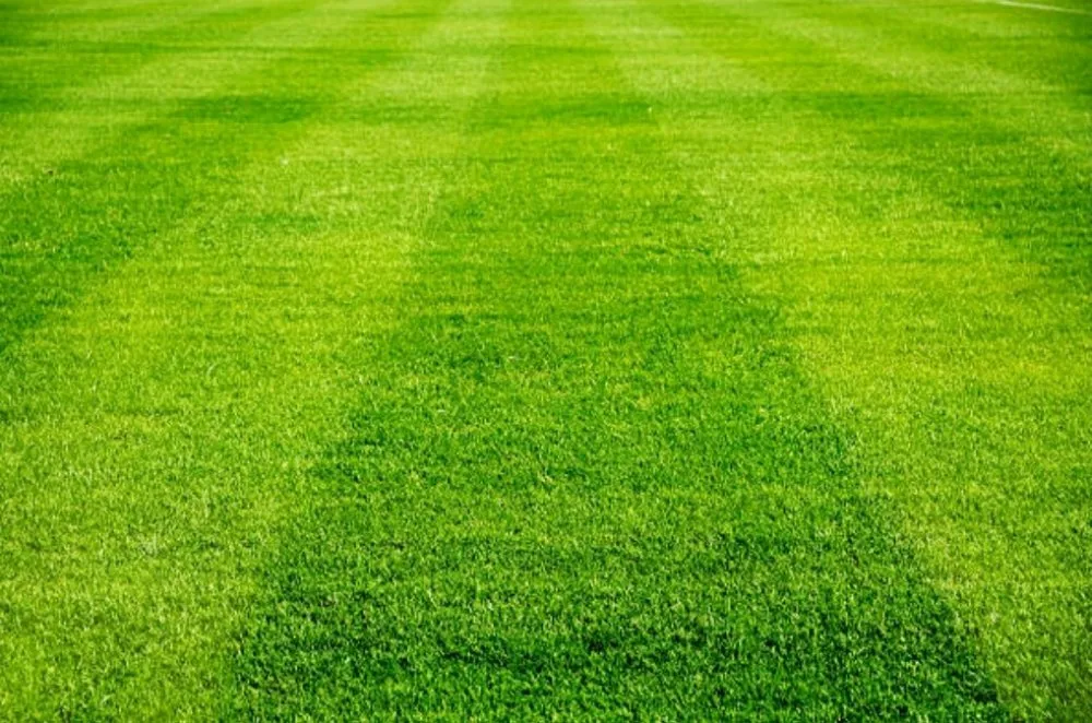 Expert yard maintenance in Oceanside, CA - Lawn Pros