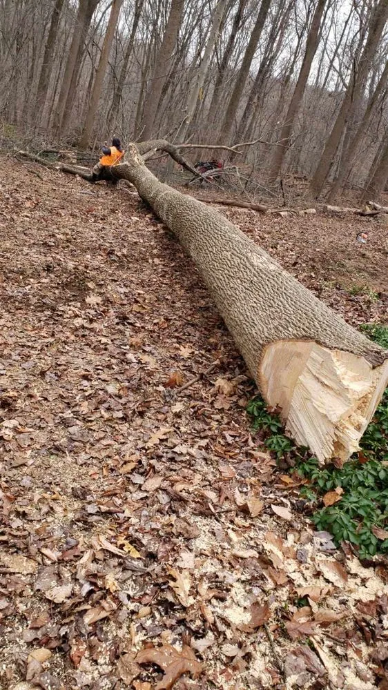 Professional landscape installation in Lutherville, MD - Lawn Rangers