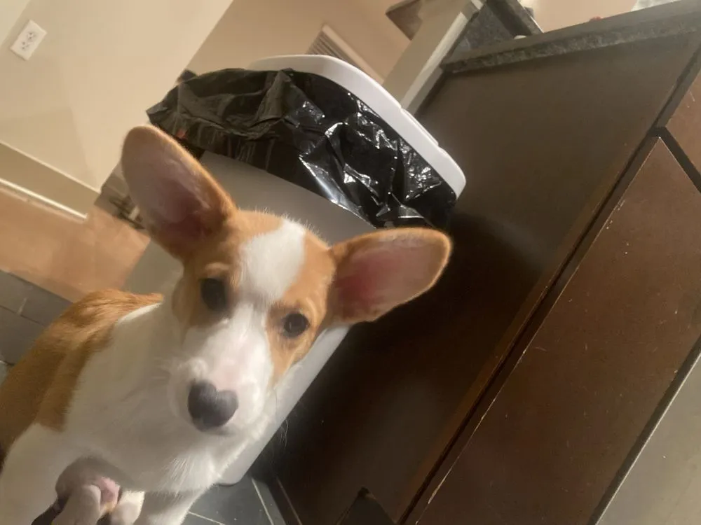 Professional landscaping services experts serving Lutherville, MD - Lawn Rangers