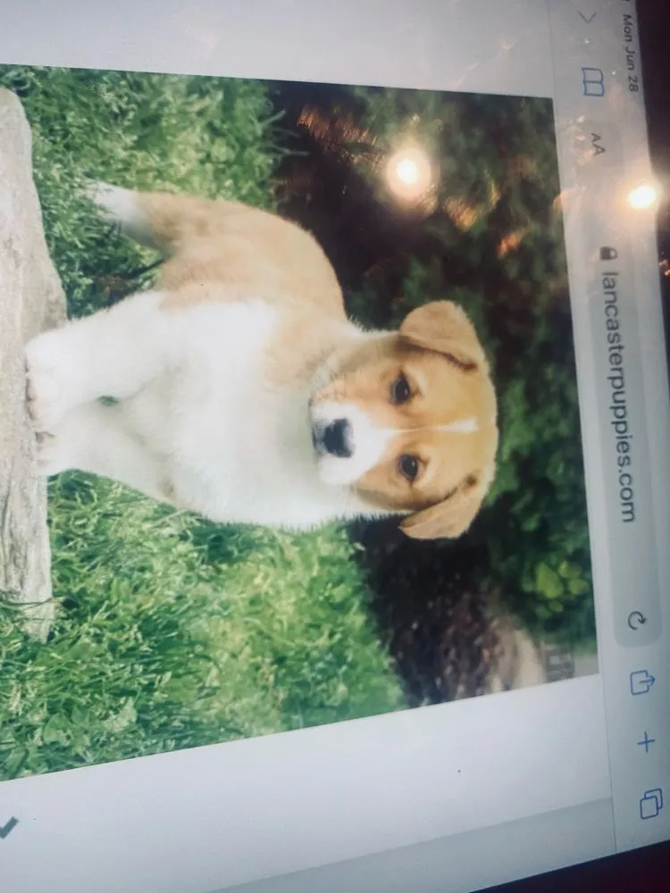 Affordable landscape installation in Lutherville, MD by Lawn Rangers