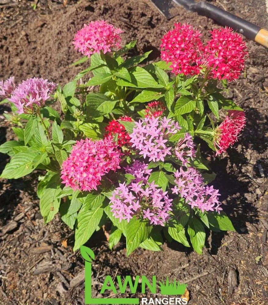 Expert yard cleanup service in Orlando, FL by Lawn Rangers