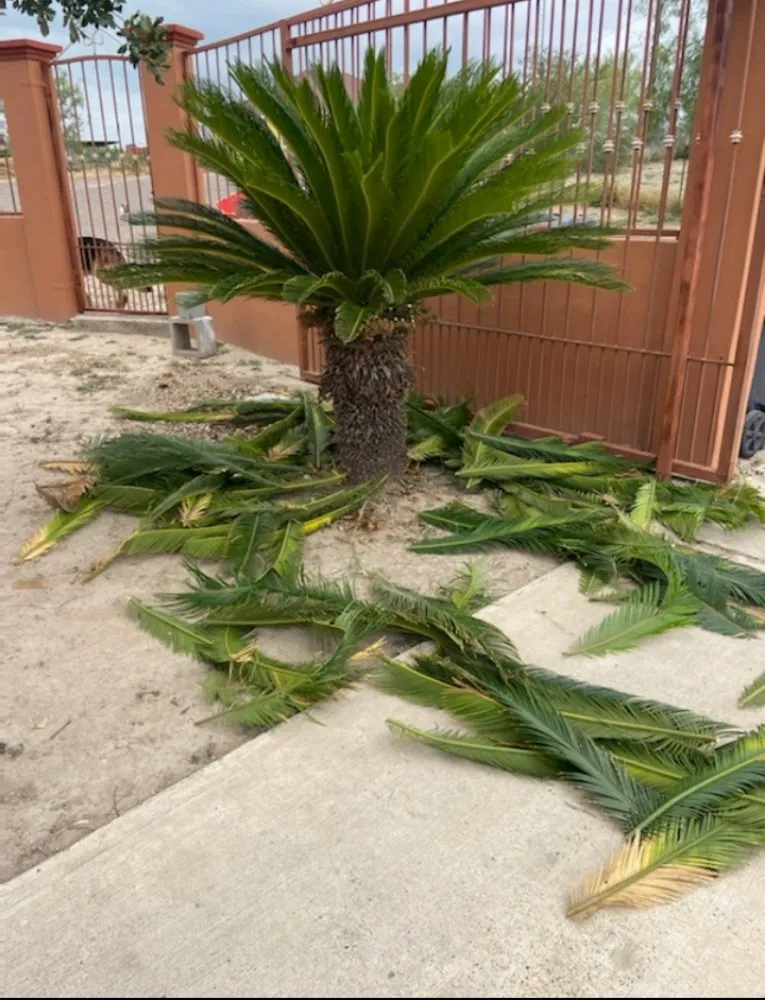 Expert outdoor landscaping experts serving Rio Grande City, TX - Lawn Rangers