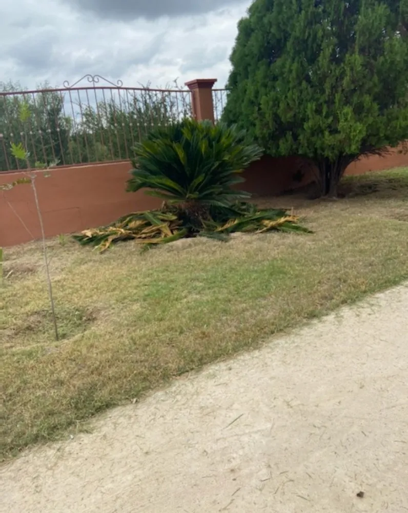 Expert landscaping services for homes in Rio Grande City, TX by Lawn Rangers