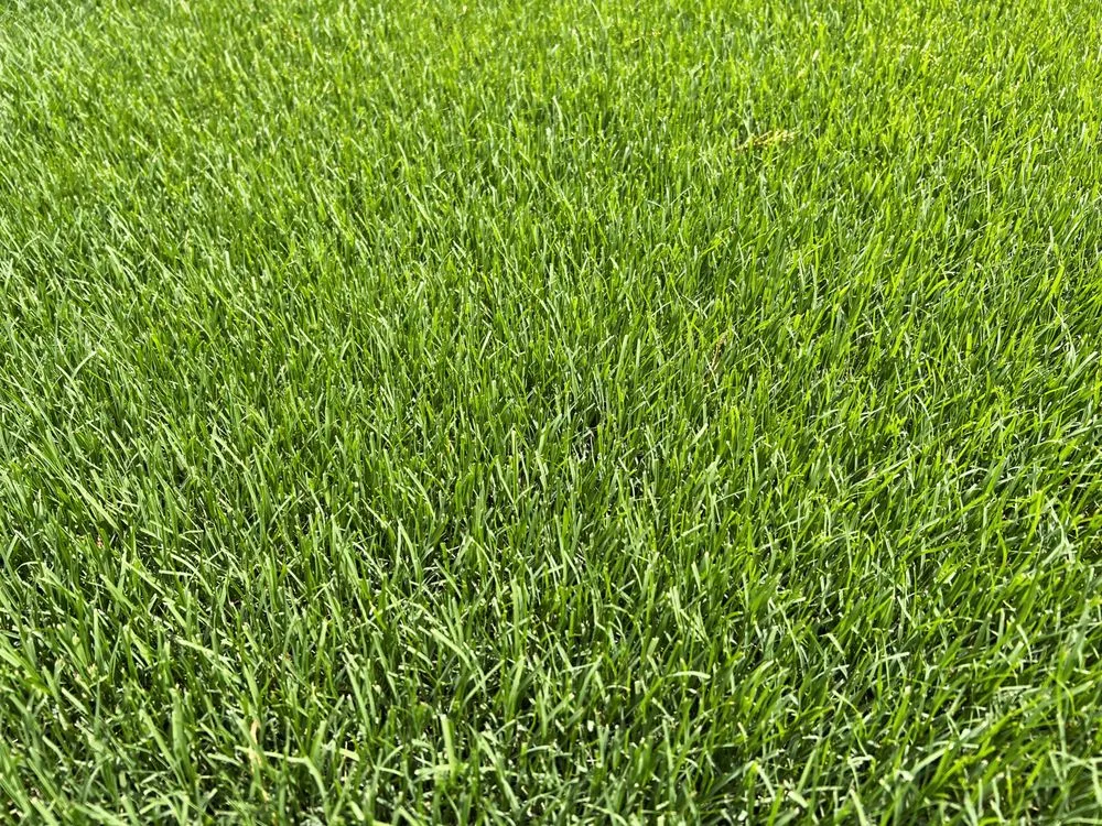 Top-rated landscape design experts serving Anderson, SC - Lawn Rescue