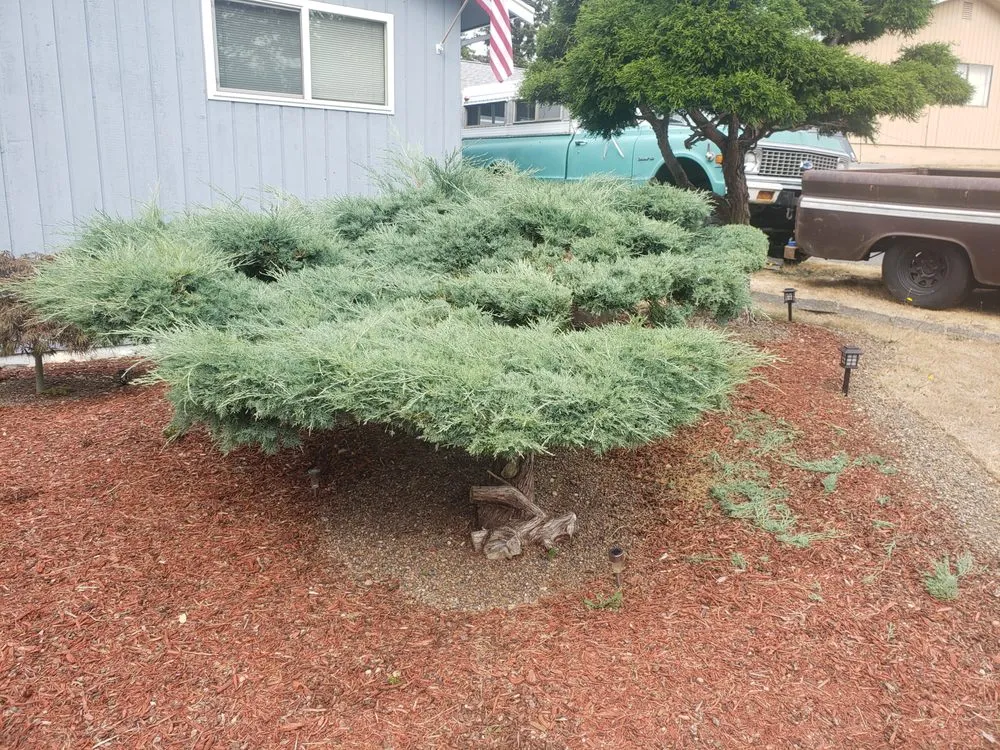 Reliable yard maintenance near you across Bremerton, WA - Lawn Rescue