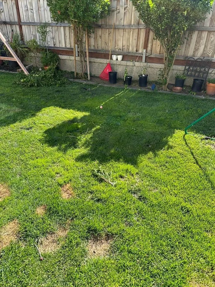 Custom yard cleanup service in Livingston, CA by Lawn Rescuerz