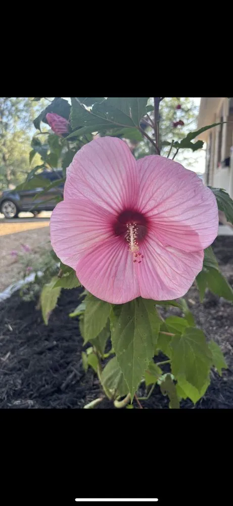 Local yard maintenance near you across Rock Hill, SC - Lawn Runners