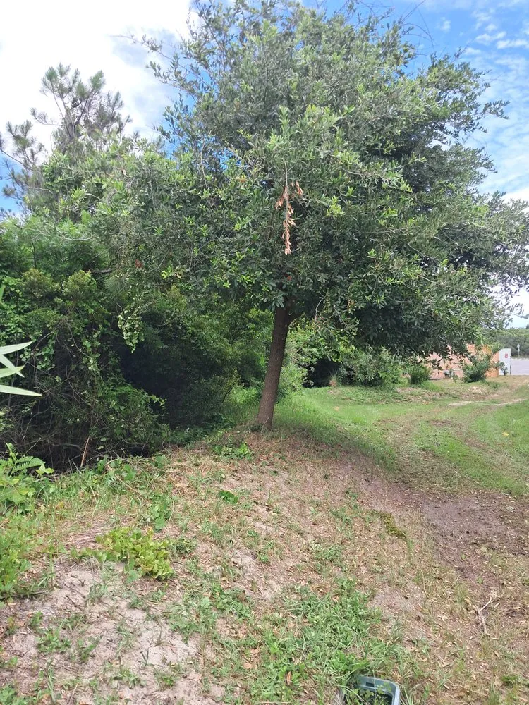 Local landscape installation for year-round maintenance across Panama City, FL - Lawn Salawn