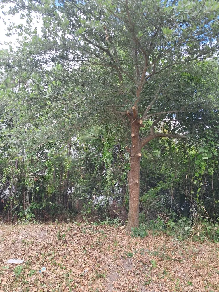 Top-rated landscaping services in Panama City, FL - Lawn Salawn