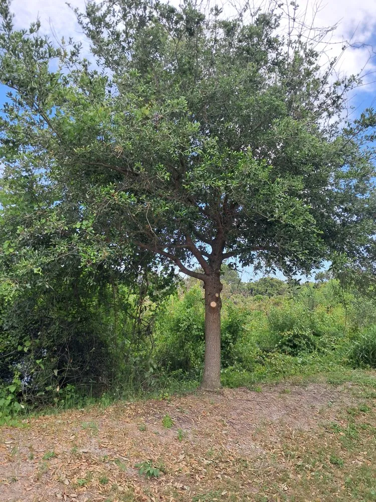 Trusted lawn care service in Panama City, FL by Lawn Salawn