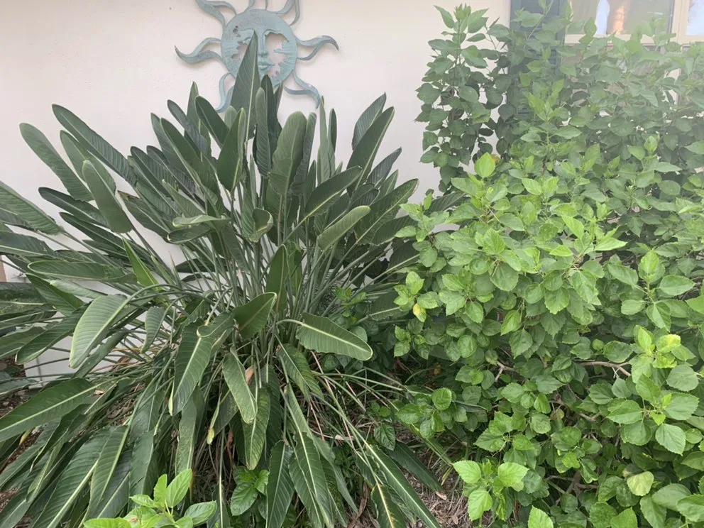 Expert yard maintenance in Kenneth City, FL by Lawn Samurai