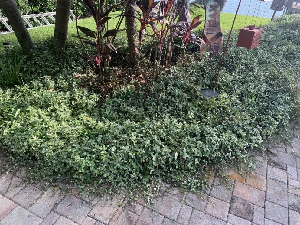 Top-rated lawn care service in Kenneth City, FL by Lawn Samurai