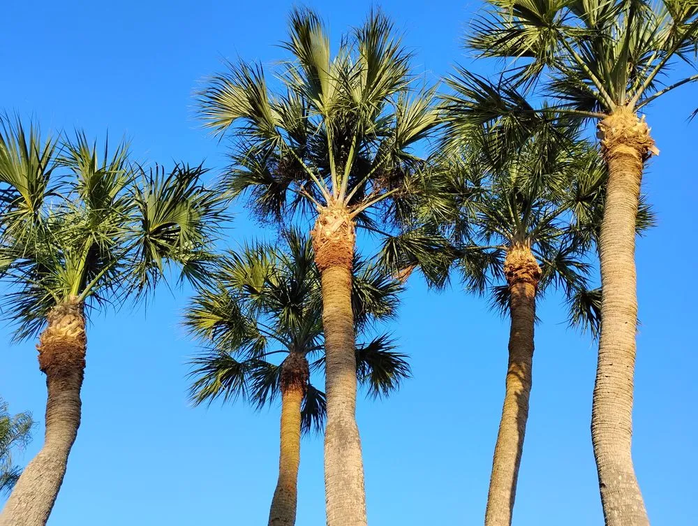 Top-rated landscape installation near you in Hallandale Beach, FL by Lawn Scoopers