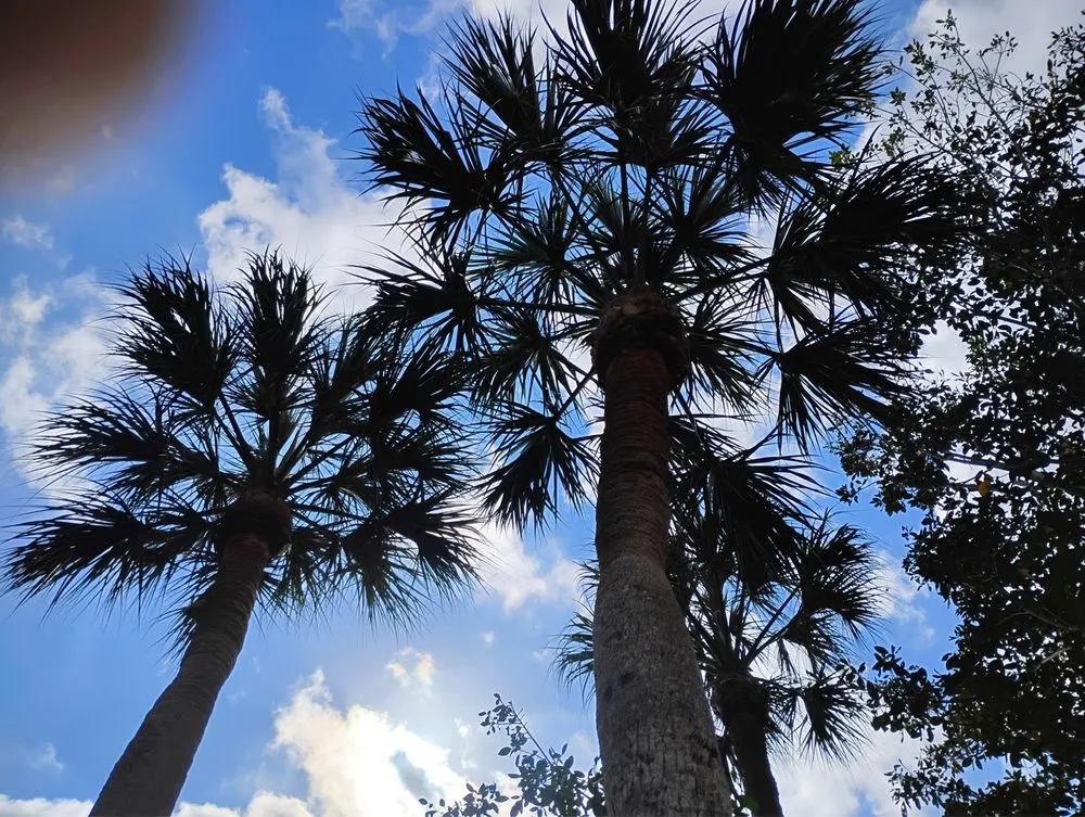 Local landscaping services in Hallandale Beach, FL by Lawn Scoopers