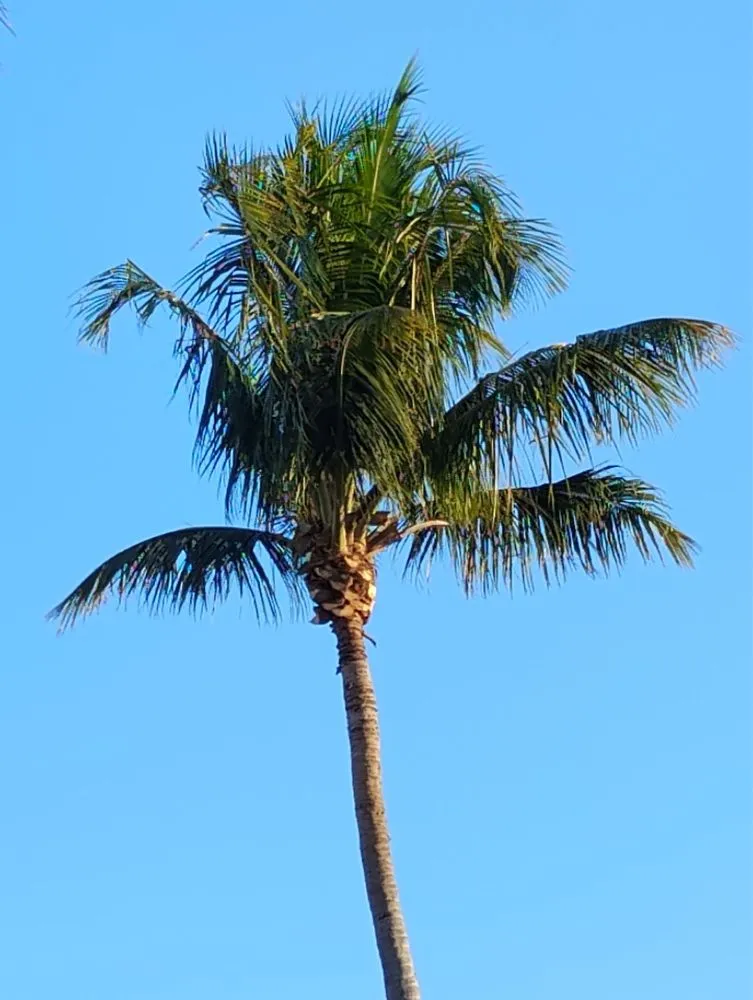 Top-rated lawn care service in Hallandale Beach, FL - Lawn Scoopers