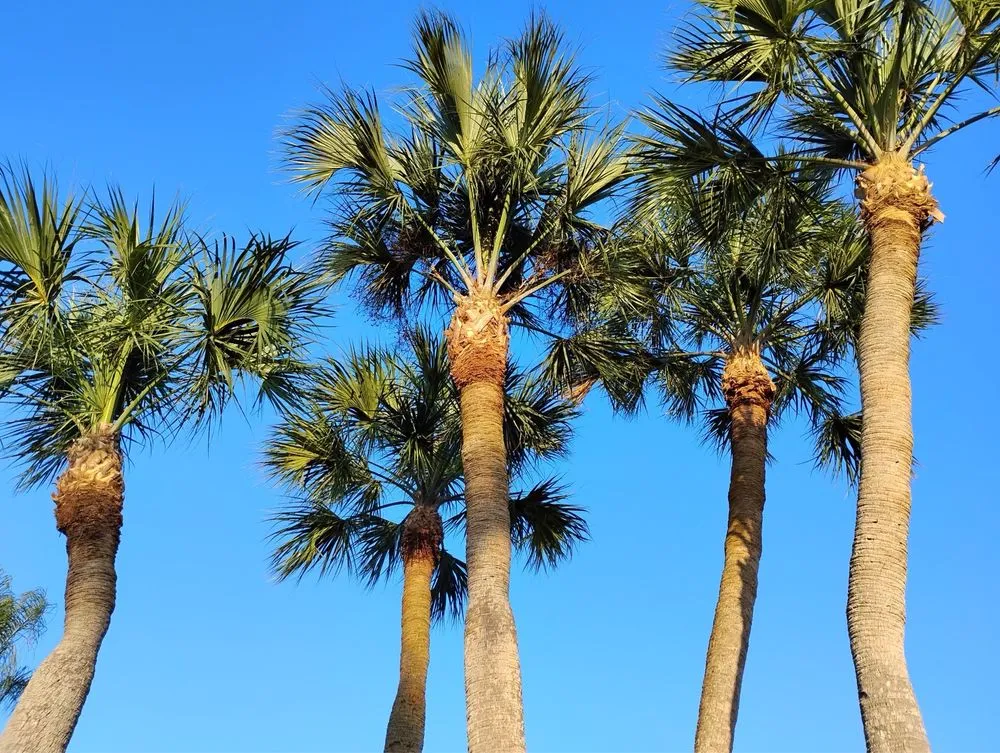 Professional yard cleanup service experts serving Hallandale Beach, FL - Lawn Scoopers