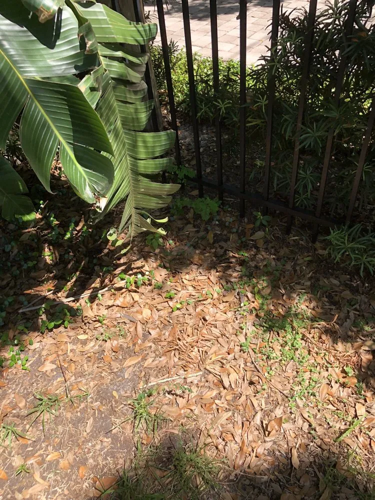 Professional landscaping services for homes across Tampa, FL - Lawn Sculptures