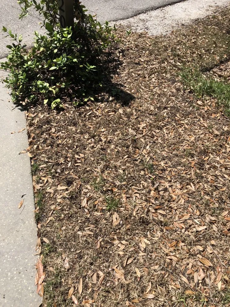 Trusted lawn mowing service in Tampa, FL by Lawn Sculptures