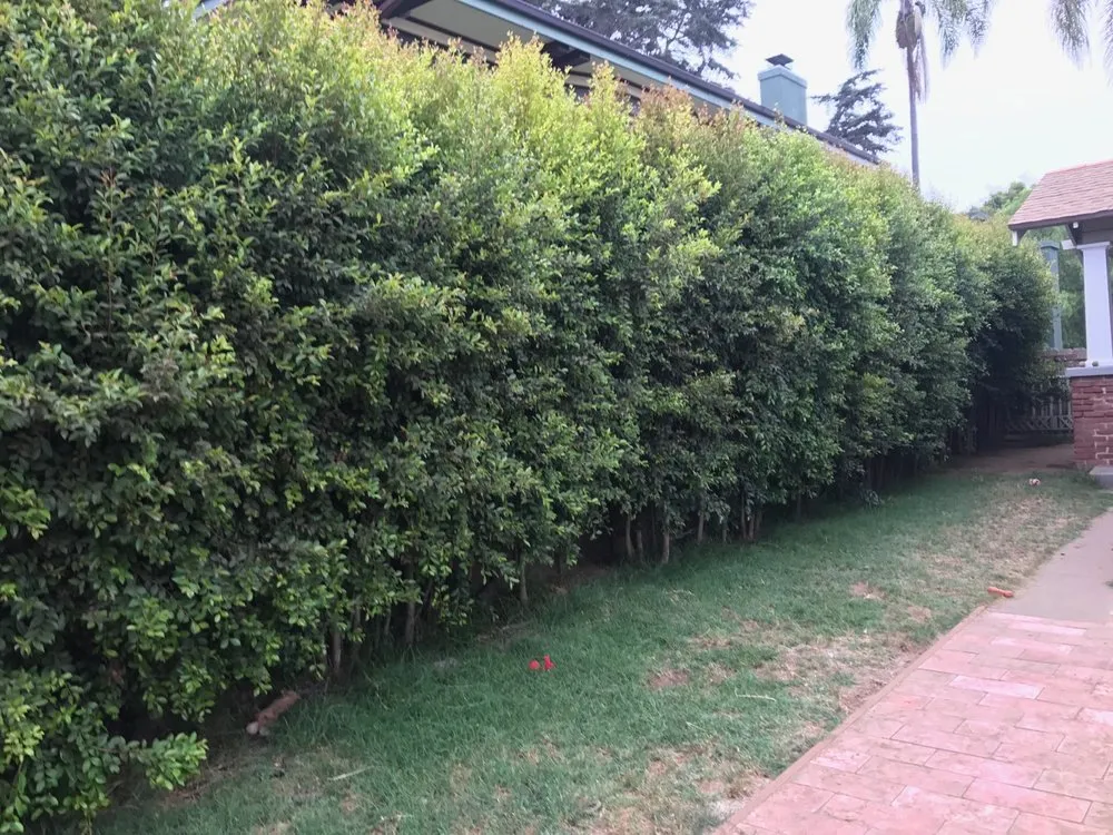 Reliable lawn mowing service with custom design across San Diego, CA - Lawn Service By Hiram