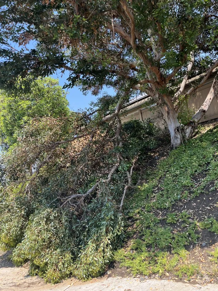 Top-rated residential landscaping near you in Caddo Mills, TX by Lawn service Justino