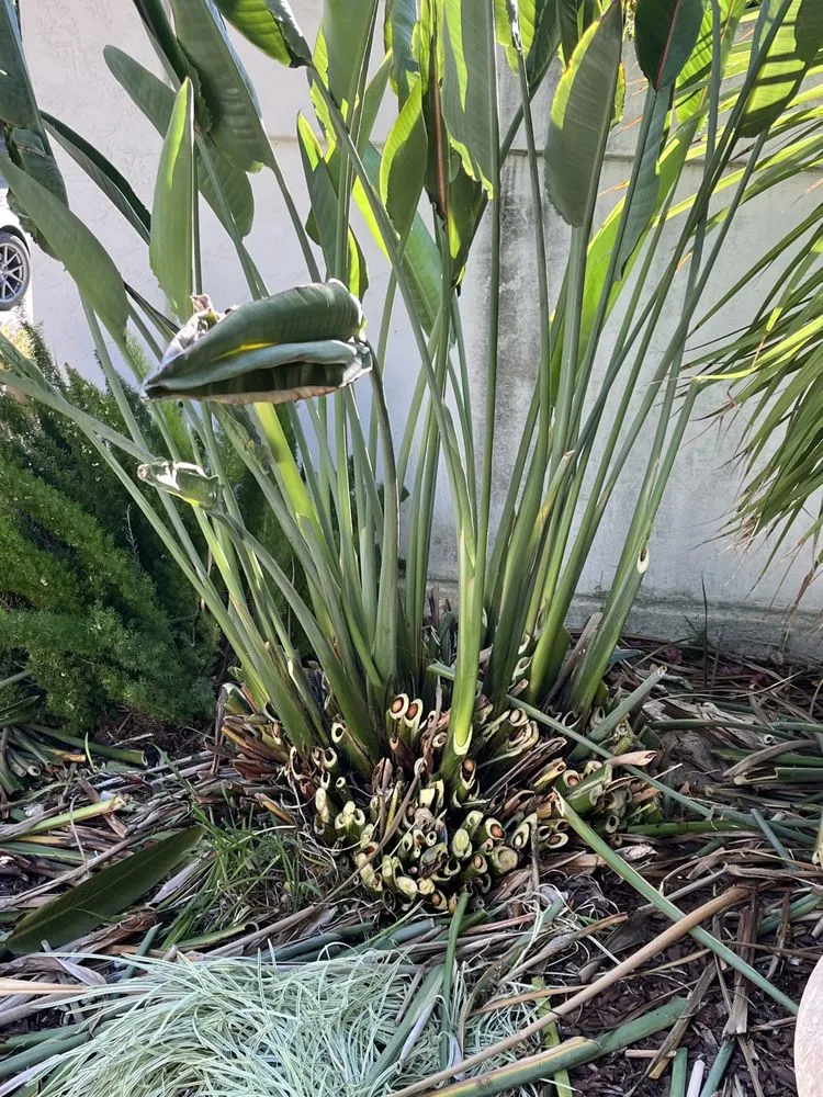 Custom yard cleanup service for outdoor upgrades in Caddo Mills, TX by Lawn service Justino