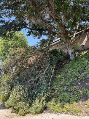 Lawn service Justino Logo