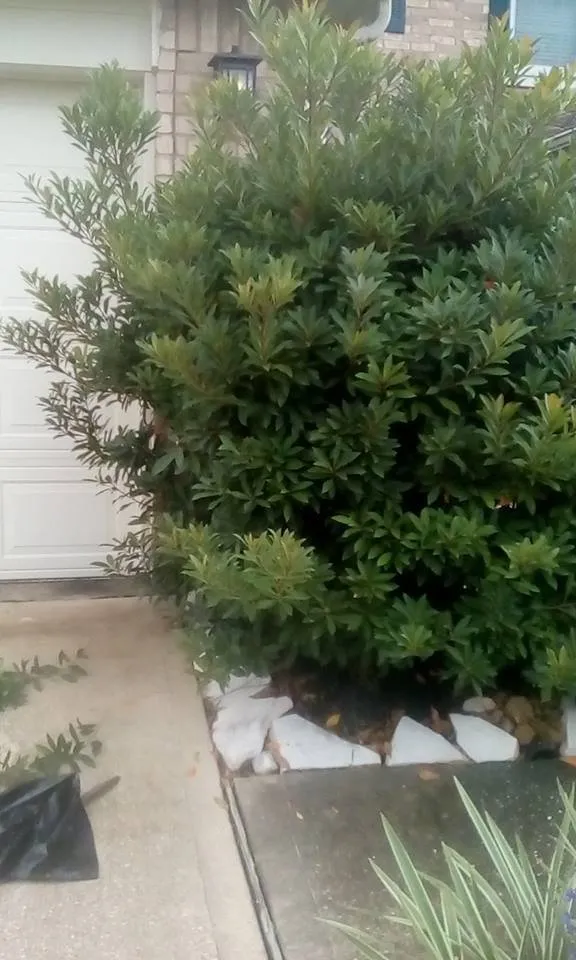 Affordable outdoor landscaping for outdoor upgrades in Pasadena, TX by Lawn Service Made Easy