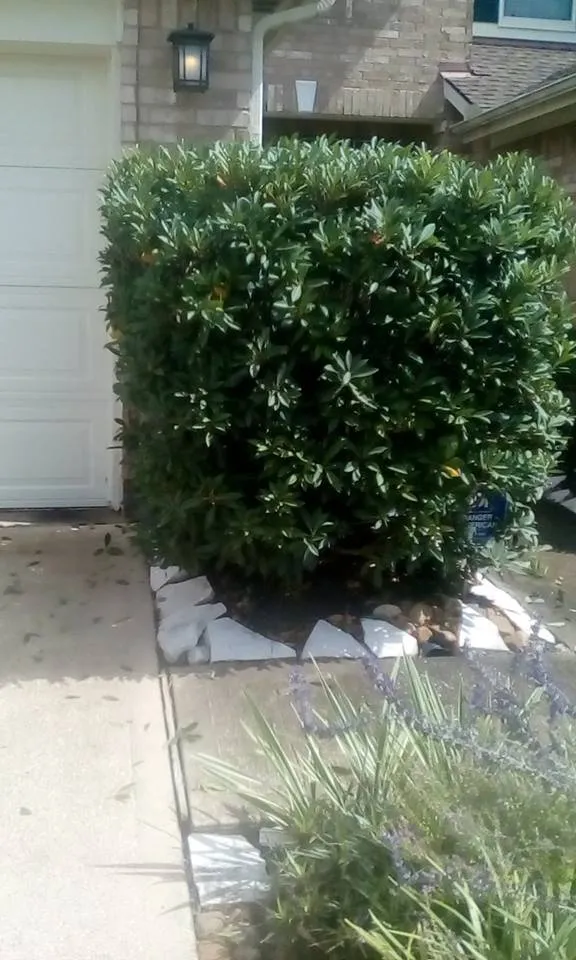 Reliable residential landscaping experts serving Pasadena, TX - Lawn Service Made Easy