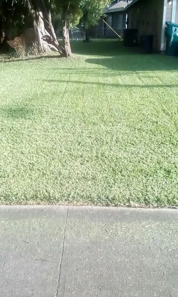 Trusted yard maintenance near you in Pasadena, TX by Lawn Service Made Easy