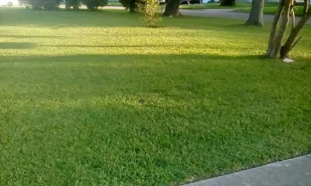 Affordable yard maintenance for homes across Pasadena, TX - Lawn Service Made Easy