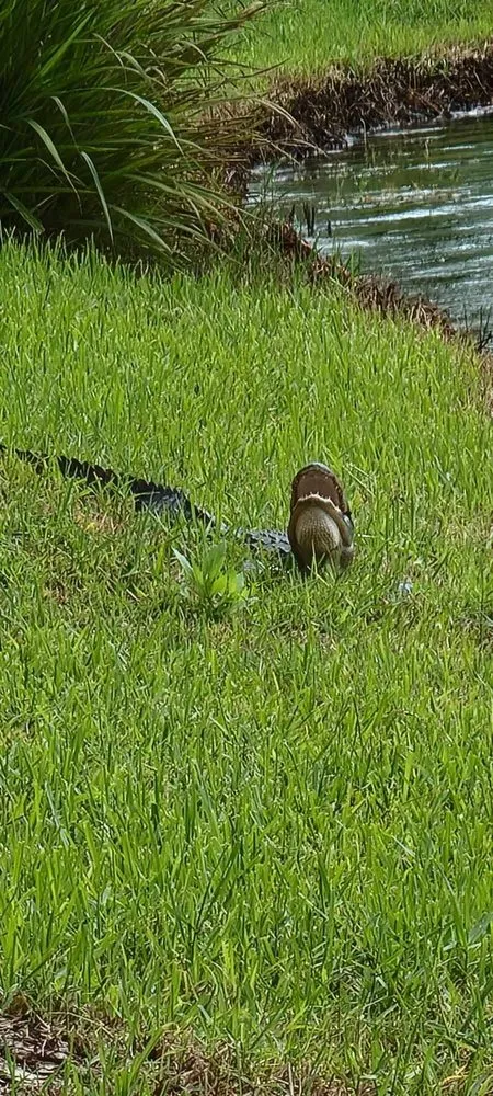 Affordable lawn mowing service experts serving Green Cove Springs, FL - Lawn Service Near Me