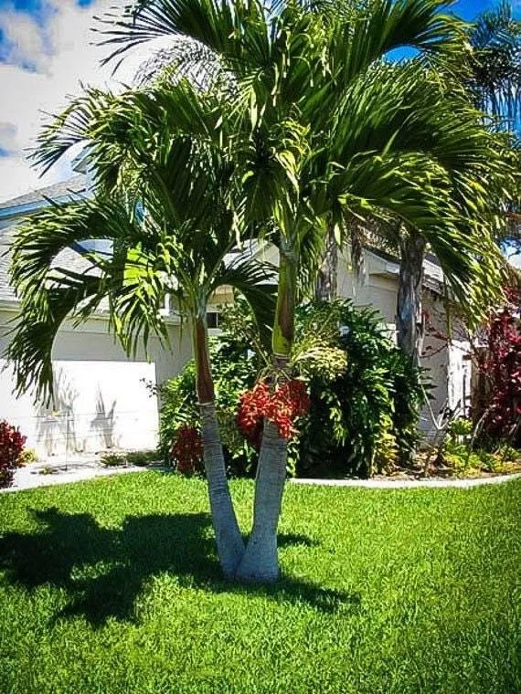 Custom residential landscaping with custom design in Cape Coral, FL by Lawn Service Of Cape Coral