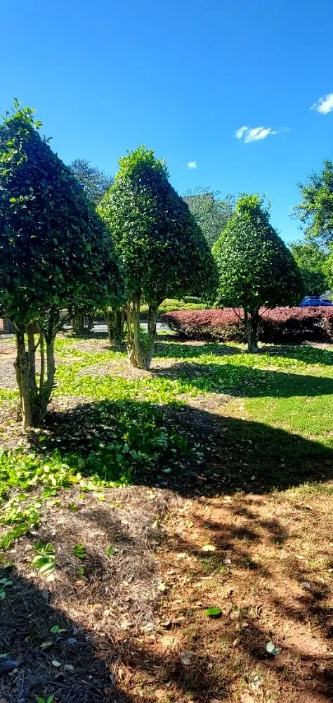 Expert landscaping services in Athens, GA - Lawn Services and More
