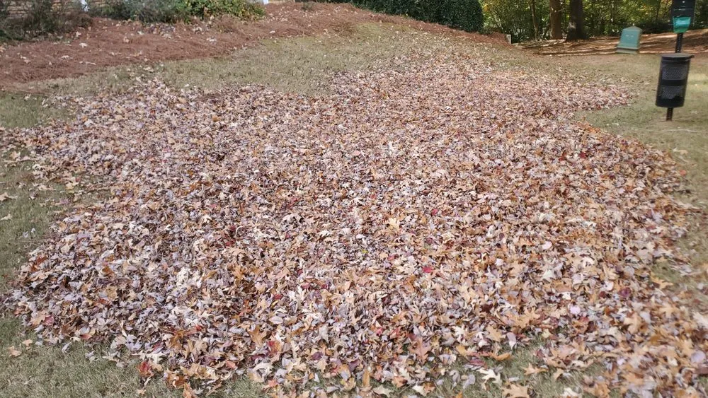 Professional garden landscaping experts serving Athens, GA - Lawn Services and More