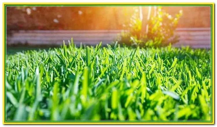 Affordable yard maintenance in Menoken, ND - Lawn Services by Heather