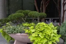 Affordable outdoor landscaping in Myrtle Beach, SC by Lawn Shark Landscaping
