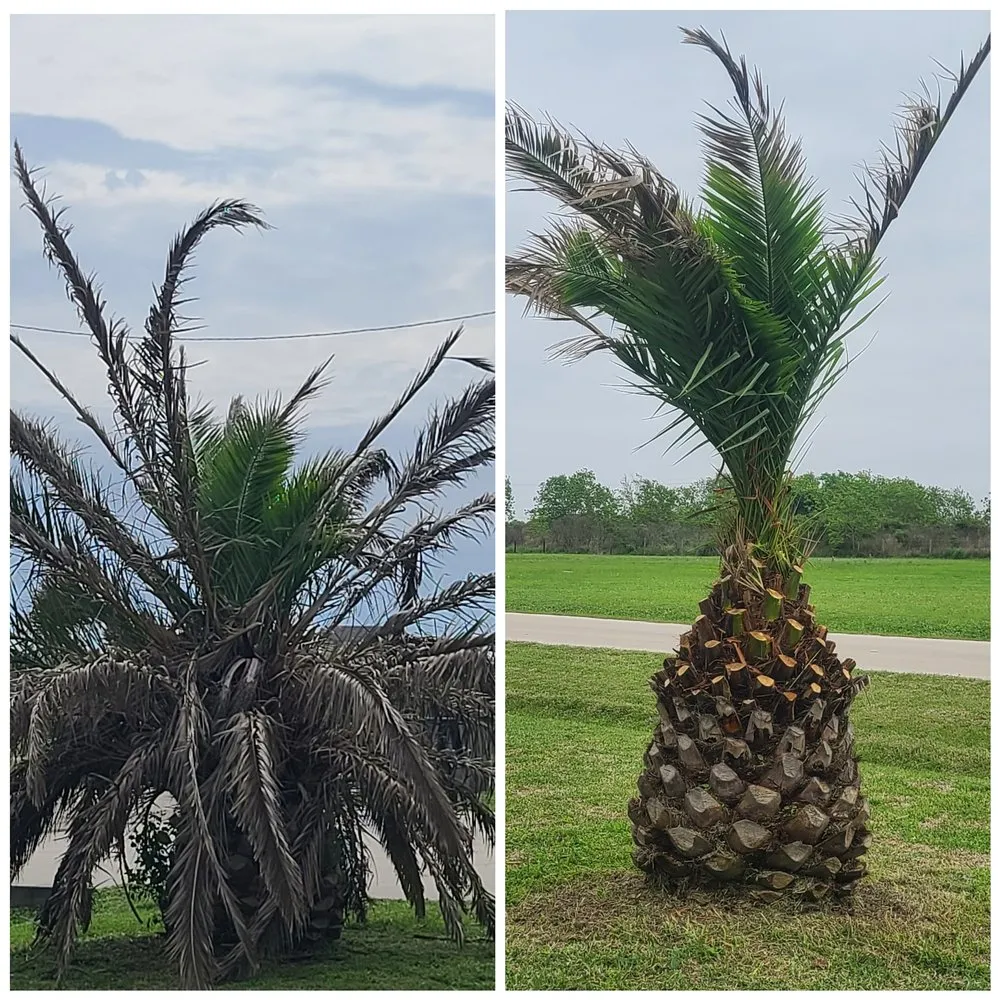 Custom landscaping services in Bolivar Peninsula, TX - Lawn Sharks