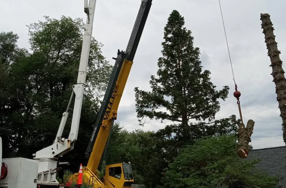 Professional lawn care service for homes in Stuarts Draft, VA by Lawn Sharks Landscaping